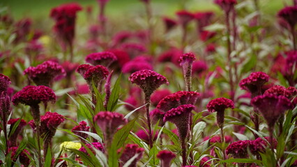 Close-up of Celosia cristata flower blooming