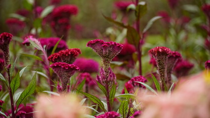 Close-up of Celosia cristata flower blooming