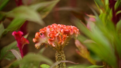 Close-up of Celosia cristata flower blooming