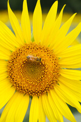 Fototapeta premium close up of sunflower flower and bee