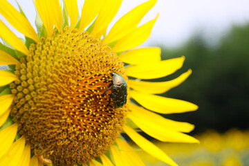 Naklejka premium close up of sunflower flower and bugs