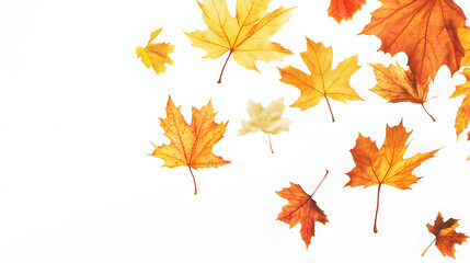 Fototapeta premium Realistic yellow and orange maple leaves falling against a white background 