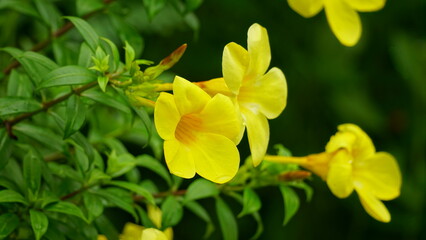 Close-up of the blooming Allamanda cathartica flower