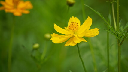 Obraz premium Close-up of Cosmos bipinnatus flower blooming