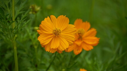 Close-up of Cosmos bipinnatus flower blooming