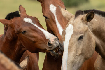 Obraz premium horse and foal