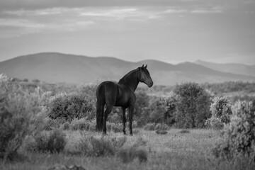 Fototapeta premium horse portrait lusitano black