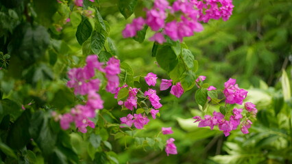 Close-up of blooming bougainvillea