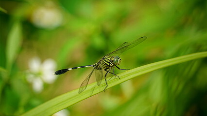 Close-up of dragonfly perched on a tree branch