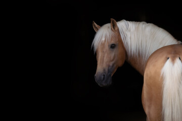 Naklejka premium portrait of a lusitano horse