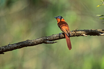 Tchitrec malgache, femelle, nid,.Terpsiphone mutata, Malagasy Paradise Flycatcher, Madagascar