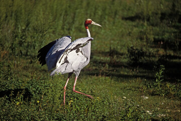 Grue antigone,.Antigone antigone, Sarus Crane, Inde
