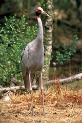 Grue antigone,.Antigone antigone, Sarus Crane, Inde