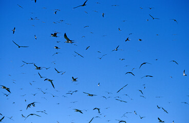 Sterne fuligineuse (Sterna fuscata). Réserve ile Bird, Seychelles