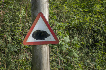 old sign with a red triangle and black background with a hedgehog infographic