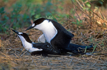 Sterne fuligineuse, Sterna fuscata nubilosa, Onychoprion fuscatus , Sooty Tern, Ile Byrd, Seychelles