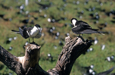 Sterne fuligineuse, Sterna fuscata nubilosa, Onychoprion fuscatus , Sooty Tern, Ile Byrd, Seychelles
