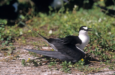 Sterne fuligineuse, Sterna fuscata nubilosa, Onychoprion fuscatus , Sooty Tern, Ile Byrd, Seychelles