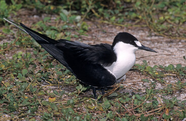 Sterne fuligineuse, Sterna fuscata nubilosa, Onychoprion fuscatus , Sooty Tern, Ile Byrd, Seychelles