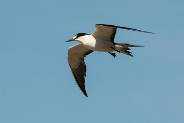 Sterne fuligineuse, Onychoprion fuscatus, Ile Ascension, Atlantique Sud, territoire britannique d'outre mer