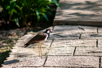Little bird lives alone in natural park in big city.