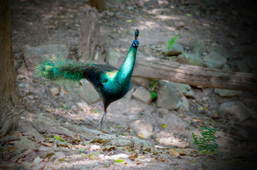 Obraz premium Peacock lives alone in natural forest.