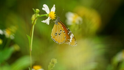 Close-up of wild butterfly