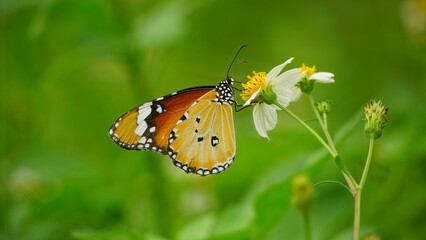 Close-up of wild butterfly
