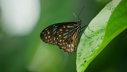 Close-up of wild butterfly