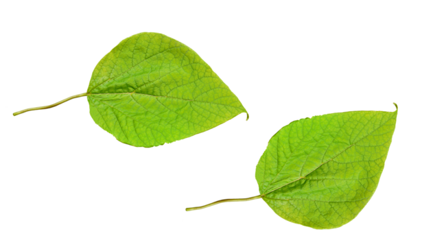 Leafs of an ornamental tree with large leaves, named Catalpa Bignonioides Aurea. On isolated transparent background.