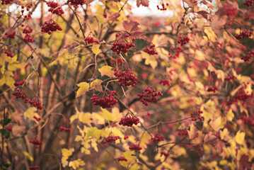 Red berries of viburnum in the wild
