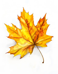 Fototapeta premium Watercolor yellow and orange maple leaf falling against a white background 