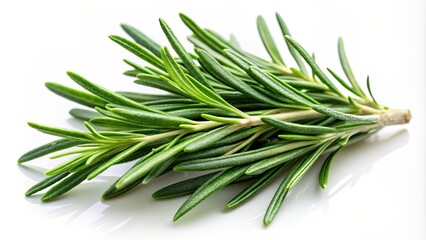 Fototapeta premium Green rosemary herb on isolated white background for herbal recipes, aromatherapy, and natural healing concept