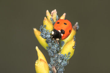 Sustainable biological control of pests, with Coccinella septempunctata, ladybug