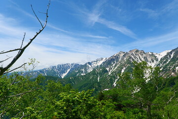初夏の栂池自然園。小谷、長野、日本。6月下旬。