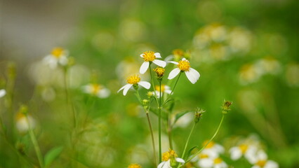 Close-up of wild Bidens pilosa flowers
