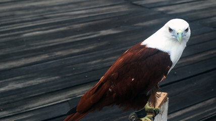 Bald Eagle (Haliaeetus leucocephalus) close up photo