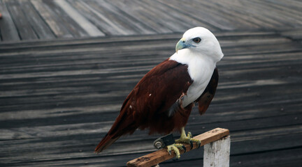 Bald Eagle (Haliaeetus leucocephalus) close up photo