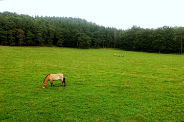 Przewalski's horse or Tarpan in the natural valley  of Han Grottes, Belgium near river Lesse