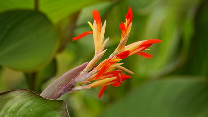 Close-up of Canna edulis Ker flower