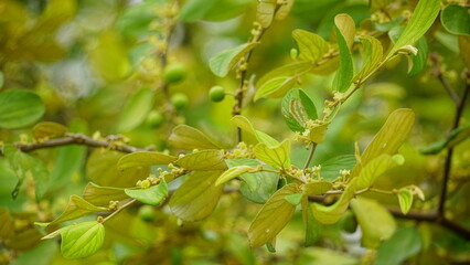 Close-up of Ziziphus mauritiana in bloom