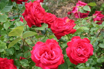 rose flowers in nature