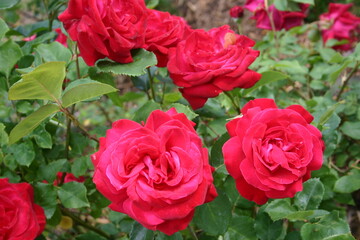 rose flowers in nature