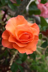 rose flowers in nature