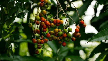 Close-up of Baccaurea ramiflora Lour fruit on the tree