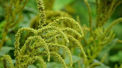 Close-up of Amaranthus spinosus flower