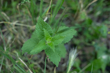 brennnessel grün pflanze