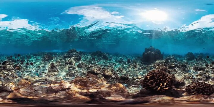 360 VR footage of the coral reef in the Maldives with some fish swimming around