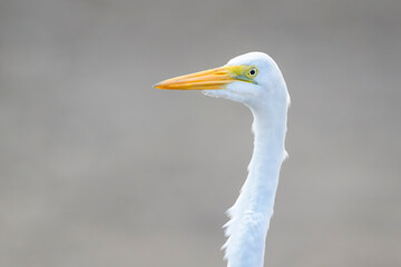 Great Egret (Ardea alba) portrait close up, Tarcoles river, Costa Rica.