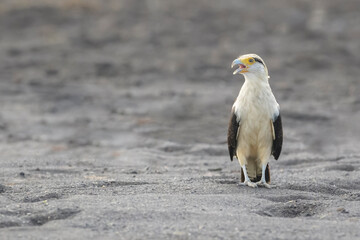 Yellow-headed Caracara (Milvago chimachima) standing on sandy beach and calling, Tarcoles river, Costa Rica.